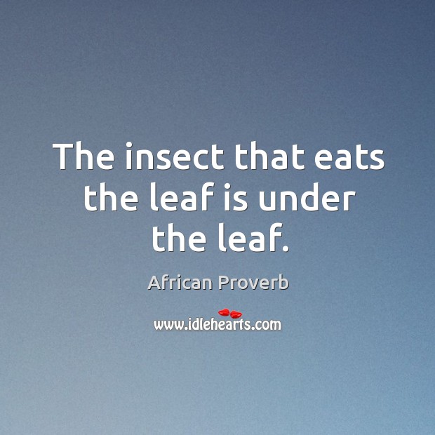 The insect that eats the leaf is under the leaf. African Proverbs Image