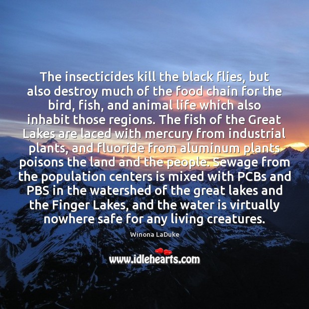 The insecticides kill the black flies, but also destroy much of the Image