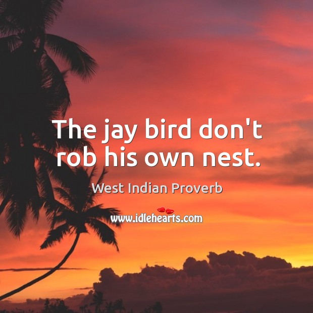 The jay bird don’t rob his own nest. West Indian Proverbs Image
