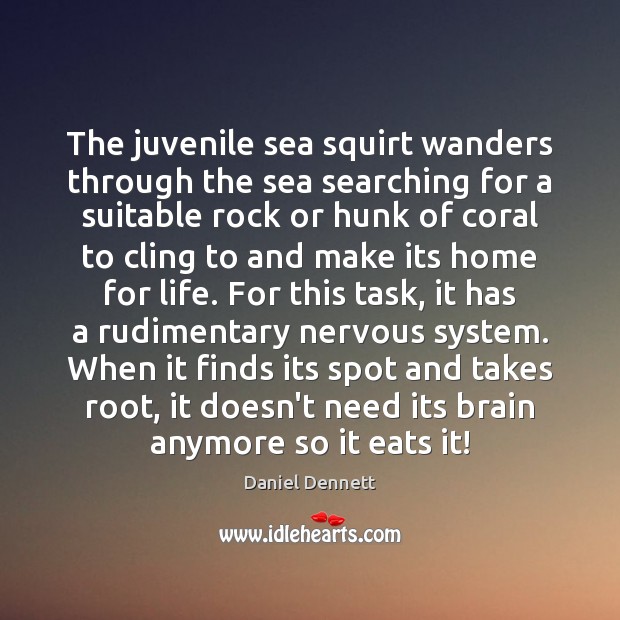 The juvenile sea squirt wanders through the sea searching for a suitable Daniel Dennett Picture Quote