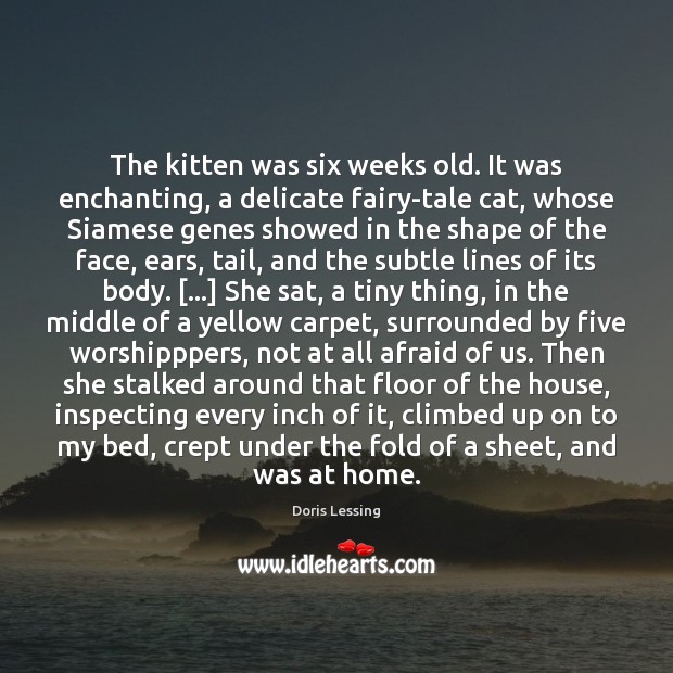 The kitten was six weeks old. It was enchanting, a delicate fairy-tale Doris Lessing Picture Quote
