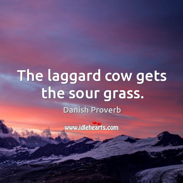 The laggard cow gets the sour grass. Danish Proverbs Image