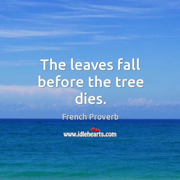 The leaves fall before the tree dies. French Proverbs Image