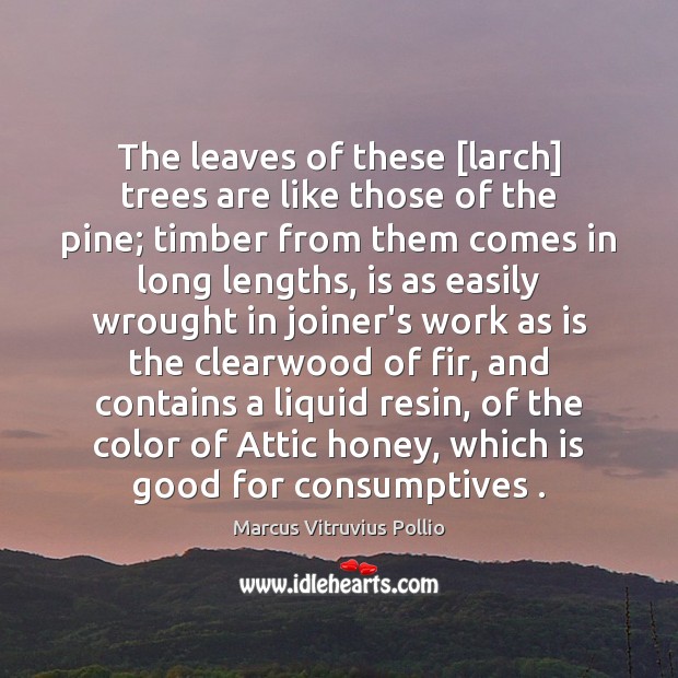 The leaves of these [larch] trees are like those of the pine; Marcus Vitruvius Pollio Picture Quote