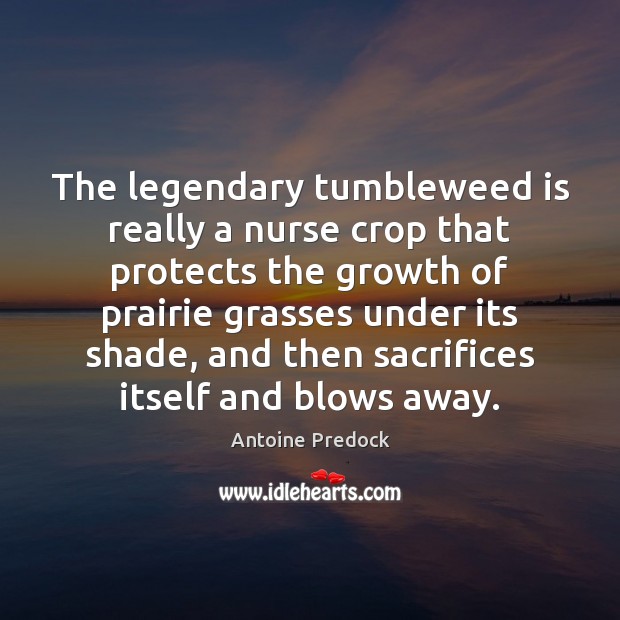 The legendary tumbleweed is really a nurse crop that protects the growth Image