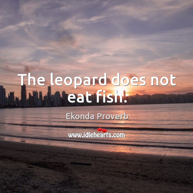 The leopard does not eat fish. Ekonda Proverbs Image