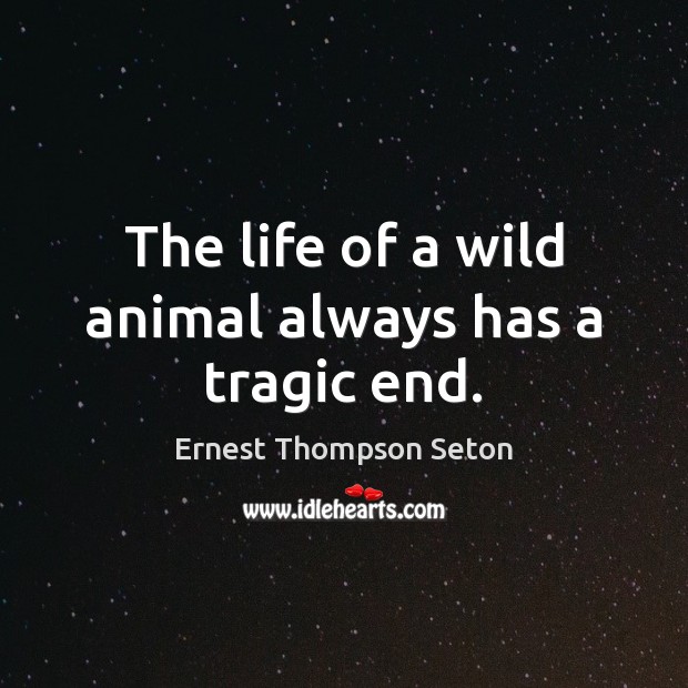 The life of a wild animal always has a tragic end. Ernest Thompson Seton Picture Quote