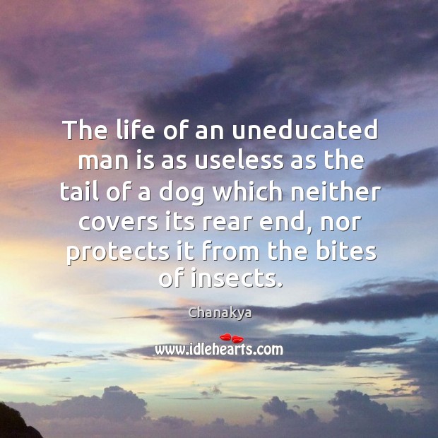 The life of an uneducated man is as useless as the tail of a dog which neither Chanakya Picture Quote