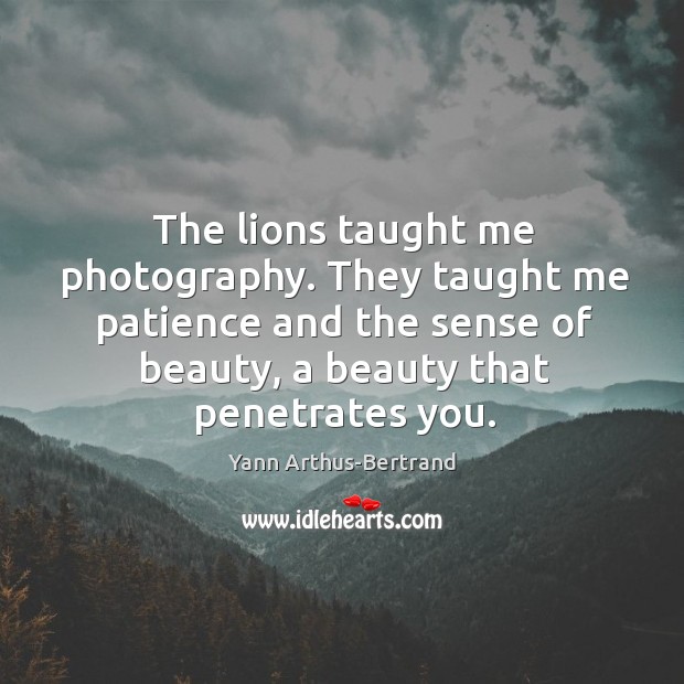The lions taught me photography. They taught me patience and the sense Yann Arthus-Bertrand Picture Quote