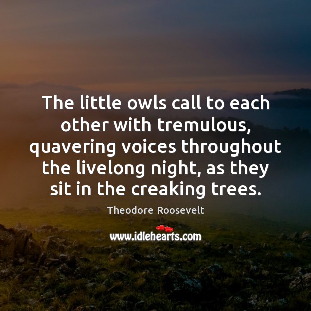 The little owls call to each other with tremulous, quavering voices throughout Image