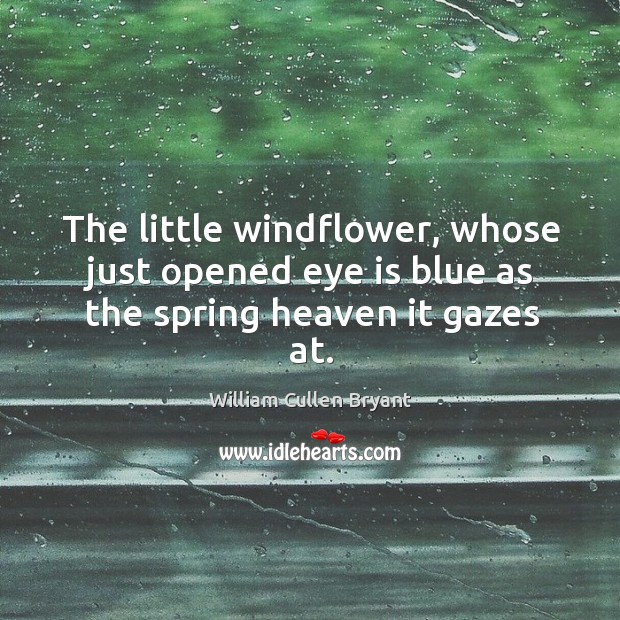 The little windflower, whose just opened eye is blue as the spring heaven it gazes at. William Cullen Bryant Picture Quote