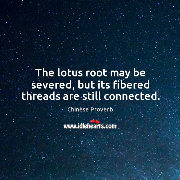 The lotus root may be severed, but its fibered threads are still connected. Image