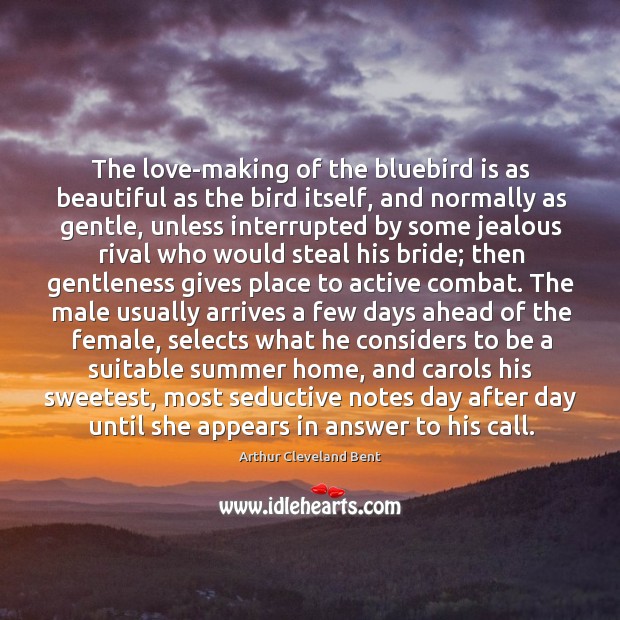 The love-making of the bluebird is as beautiful as the bird itself, Arthur Cleveland Bent Picture Quote