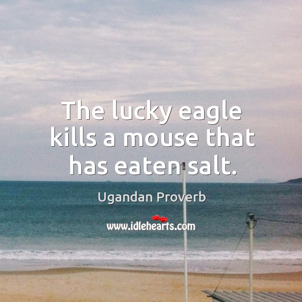 The lucky eagle kills a mouse that has eaten salt. Ugandan Proverbs Image
