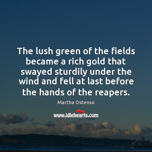 The lush green of the fields became a rich gold that swayed Martha Ostenso Picture Quote