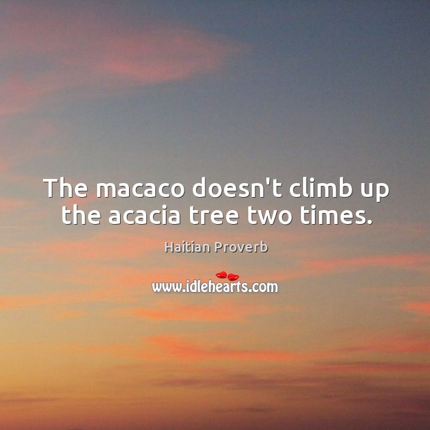The macaco doesn’t climb up the acacia tree two times. Haitian Proverbs Image