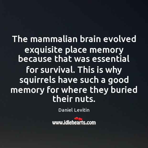 The mammalian brain evolved exquisite place memory because that was essential for Daniel Levitin Picture Quote