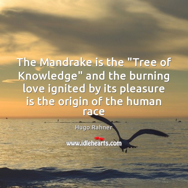 The Mandrake is the “Tree of Knowledge” and the burning love ignited Hugo Rahner Picture Quote