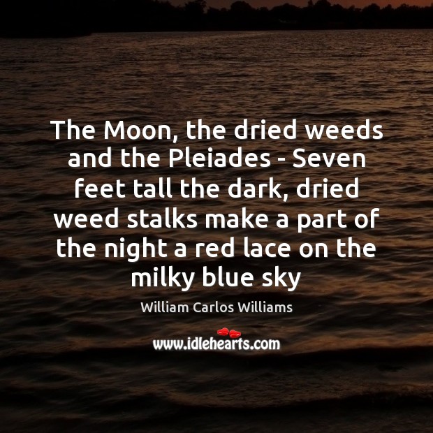 The Moon, the dried weeds and the Pleiades – Seven feet tall Image