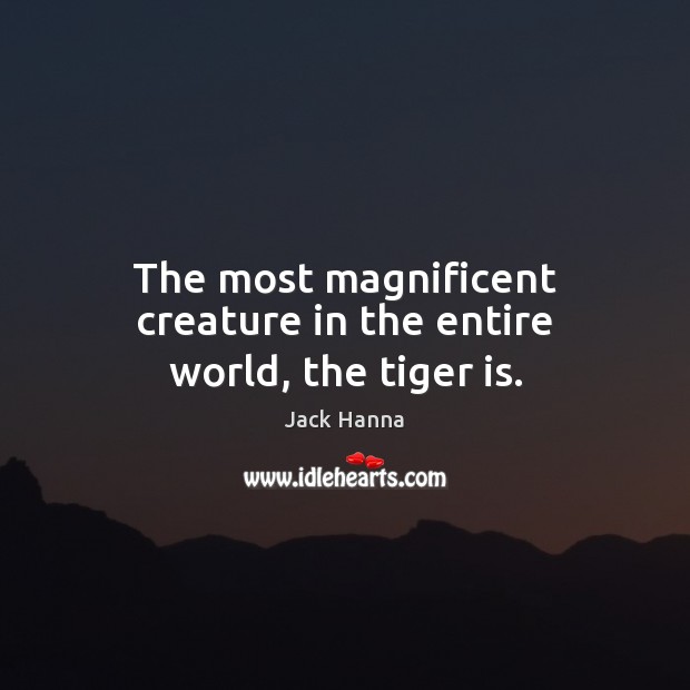 The most magnificent creature in the entire world, the tiger is. Jack Hanna Picture Quote
