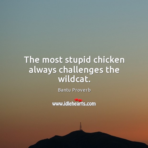 The most stupid chicken always challenges the wildcat. Bantu Proverbs Image