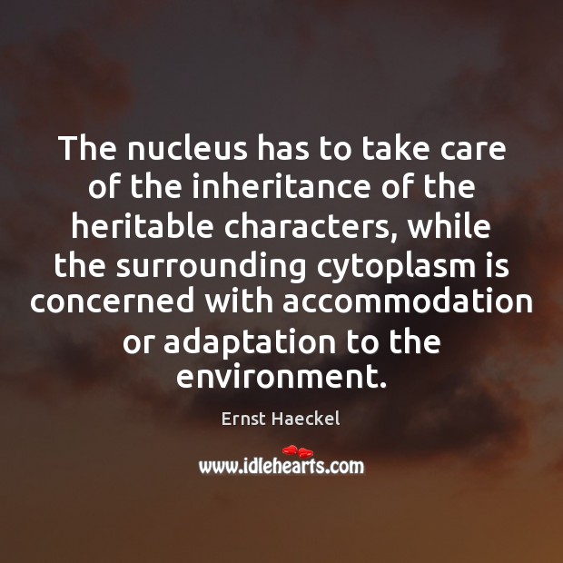 The nucleus has to take care of the inheritance of the heritable Ernst Haeckel Picture Quote