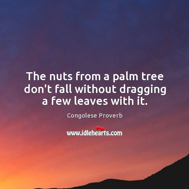 The nuts from a palm tree don’t fall without dragging a few leaves with it. Congolese Proverbs Image
