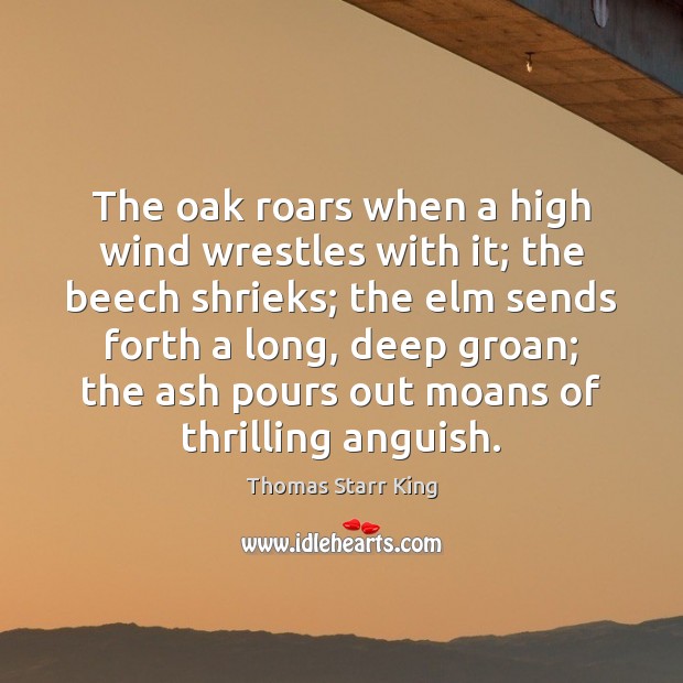 The oak roars when a high wind wrestles with it; the beech Thomas Starr King Picture Quote