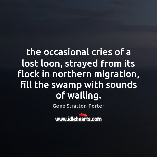 The occasional cries of a lost loon, strayed from its flock in Gene Stratton-Porter Picture Quote