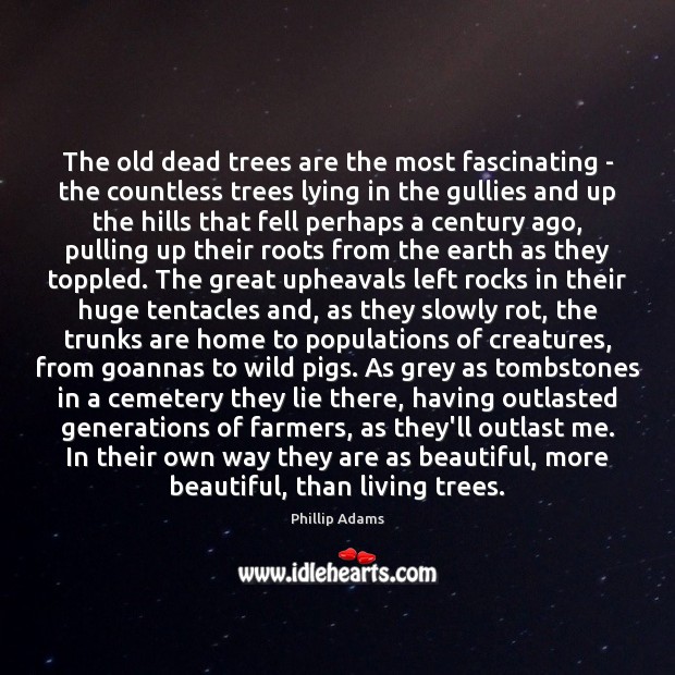 The old dead trees are the most fascinating – the countless trees Phillip Adams Picture Quote