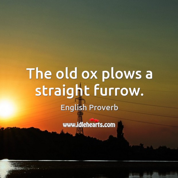 The old ox plows a straight furrow. English Proverbs Image