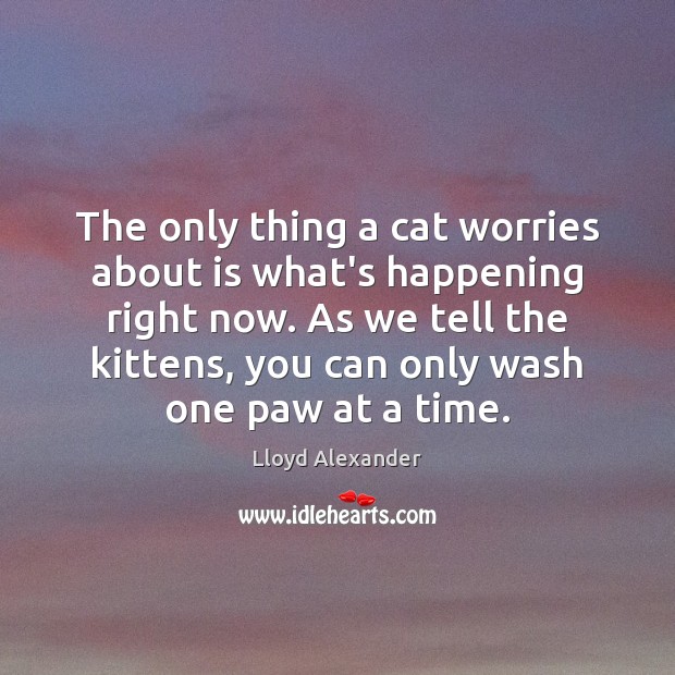 The only thing a cat worries about is what’s happening right now. Lloyd Alexander Picture Quote
