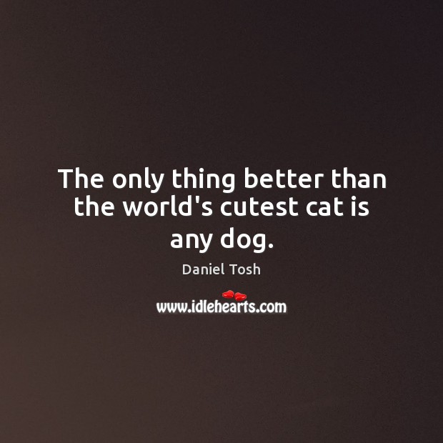 The only thing better than the world’s cutest cat is any dog. Daniel Tosh Picture Quote