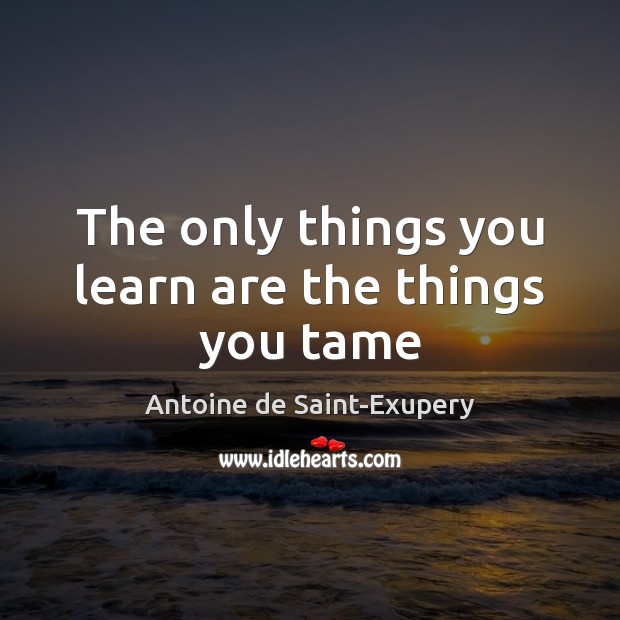 The only things you learn are the things you tame Antoine de Saint-Exupery Picture Quote