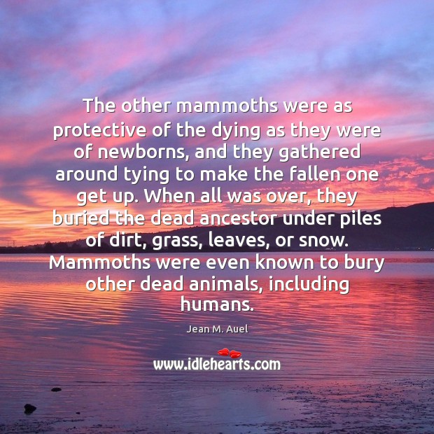 The other mammoths were as protective of the dying as they were Jean M. Auel Picture Quote