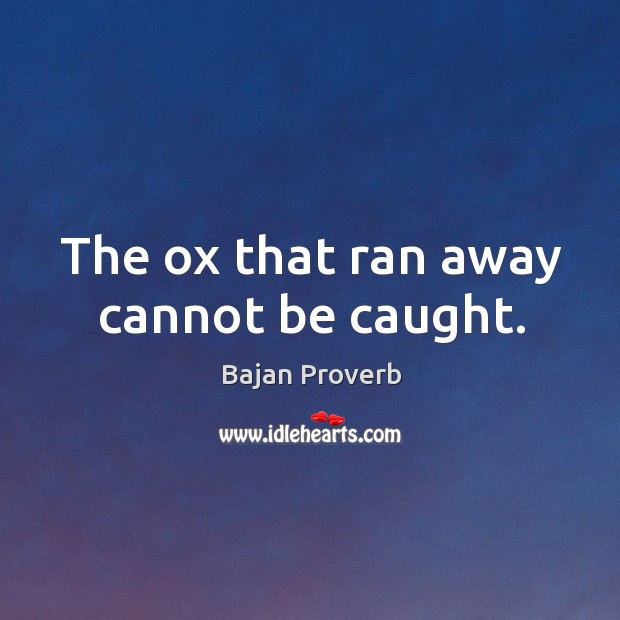 The ox that ran away cannot be caught. Bajan Proverbs Image
