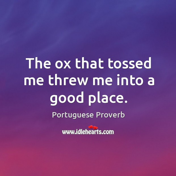 The ox that tossed me threw me into a good place. Portuguese Proverbs Image
