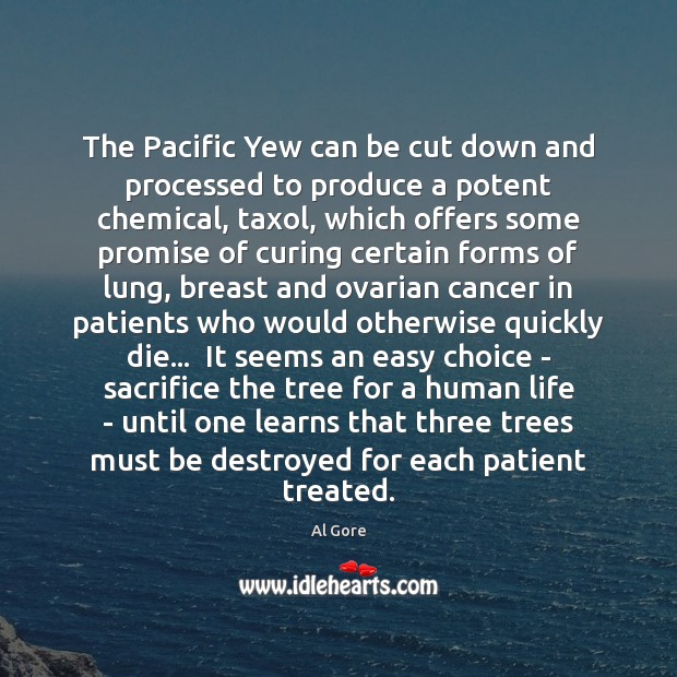 The Pacific Yew can be cut down and processed to produce a Al Gore Picture Quote
