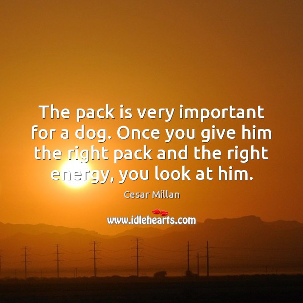The pack is very important for a dog. Once you give him Cesar Millan Picture Quote