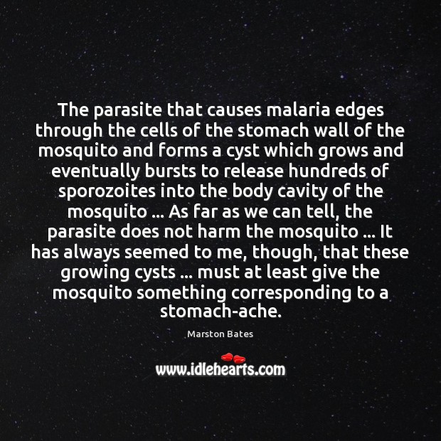 The parasite that causes malaria edges through the cells of the stomach Marston Bates Picture Quote