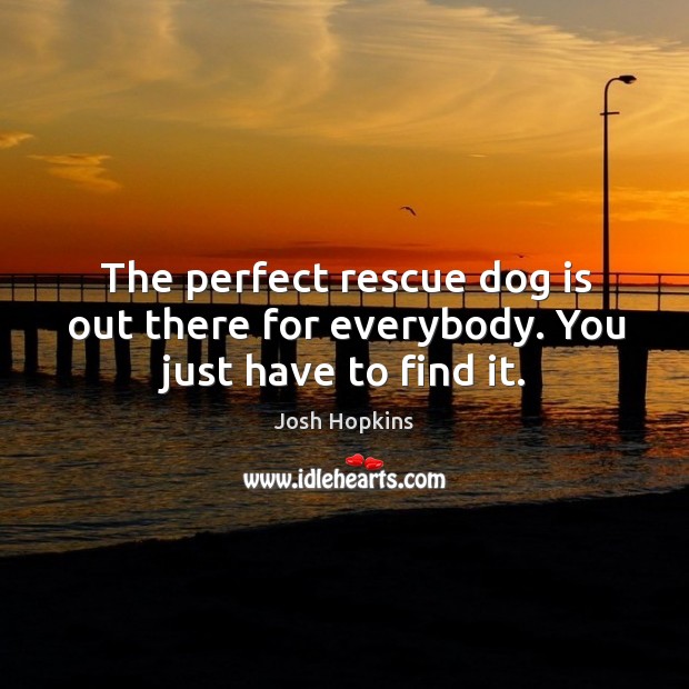The perfect rescue dog is out there for everybody. You just have to find it. Josh Hopkins Picture Quote