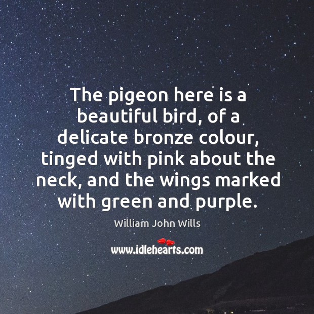 The pigeon here is a beautiful bird, of a delicate bronze colour, tinged with pink about the neck William John Wills Picture Quote