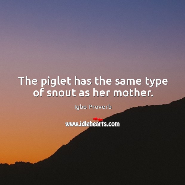 The piglet has the same type of snout as her mother. Igbo Proverbs Image