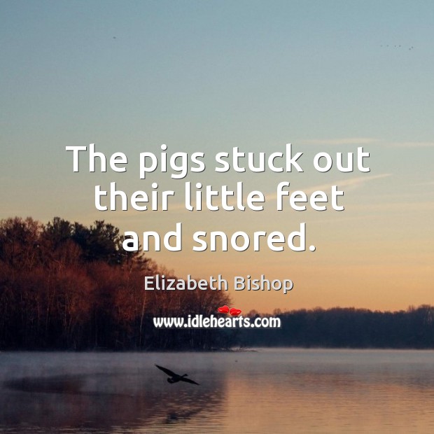 The pigs stuck out their little feet and snored. Elizabeth Bishop Picture Quote
