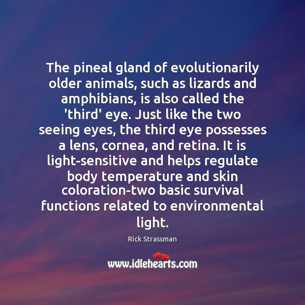 The pineal gland of evolutionarily older animals, such as lizards and amphibians, Rick Strassman Picture Quote