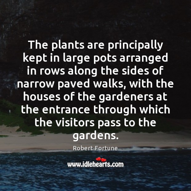 The plants are principally kept in large pots arranged in rows along Robert Fortune Picture Quote