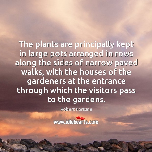 The plants are principally kept in large pots arranged in rows along the sides of narrow paved walks Image