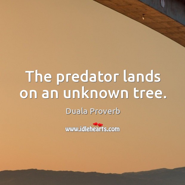 The predator lands on an unknown tree. Duala Proverbs Image
