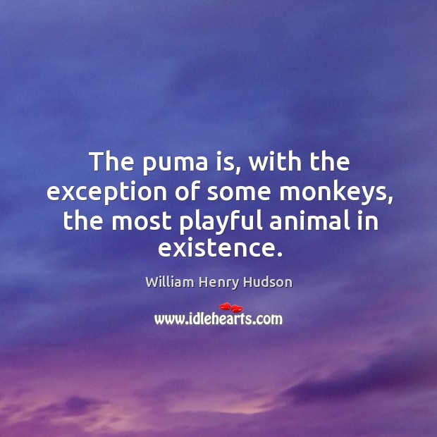 The puma is, with the exception of some monkeys, the most playful animal in existence. William Henry Hudson Picture Quote
