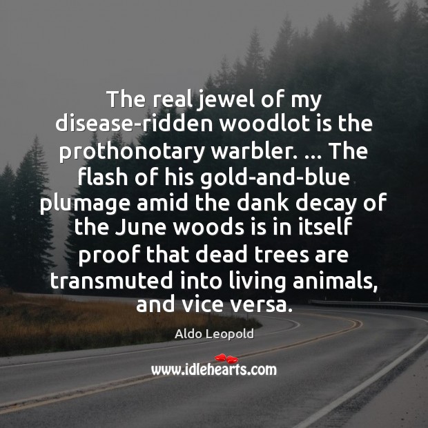 The real jewel of my disease-ridden woodlot is the prothonotary warbler. … The Aldo Leopold Picture Quote